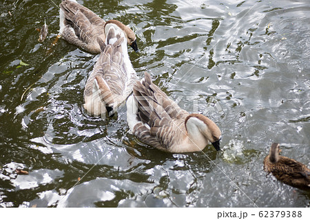 生物 クリーチャー 生き物 62379388