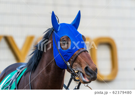 競馬場　馬の顔 62379480