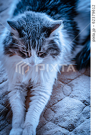 ＜ねこ＞　捨て猫　イメージ 62379612