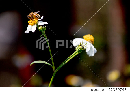 キンケイギク 金鶏菊 センダングサ 62379743