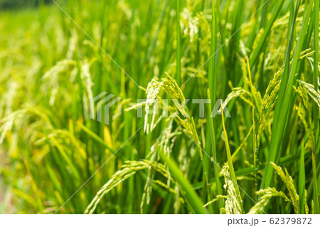 Paddy rice plantation field ready for harvest Paddy rice plantation field ready for harvest 62379872