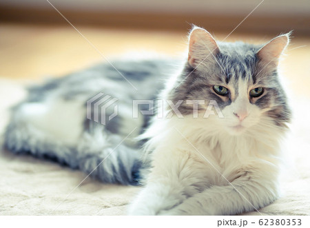 カーペットでくつろいで何かを見つめる猫【ノルウェージャンフォレストキャット】 62380353