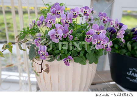 ビオラ ビオラ 62380376