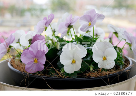 ルミナリエ・・・ビオラ ルミナリエ・・・ビオラ 62380377