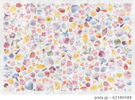 多彩な花びらと押し花、300枚の手漉き和紙 62380488