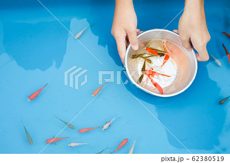 夏祭りの金魚すくいのイメージの写真素材