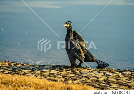 川辺で翼を広げるウミウ 62380546
