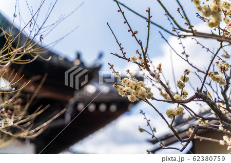大黒山 金剛寺（八坂庚申堂）の梅の花 62380759