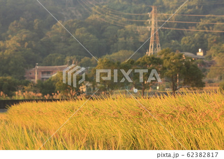 たんぼ 田んぼ 田圃 62382817