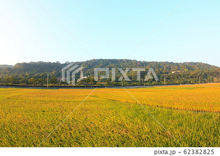たんぼ 田んぼ 田圃 62382825
