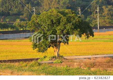 たんぼ 田んぼ 田圃 62382827