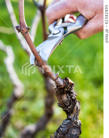 Farmer pruning the vine in winter. Agriculture. Farmer pruning the vine in winter. Agriculture. 62382895