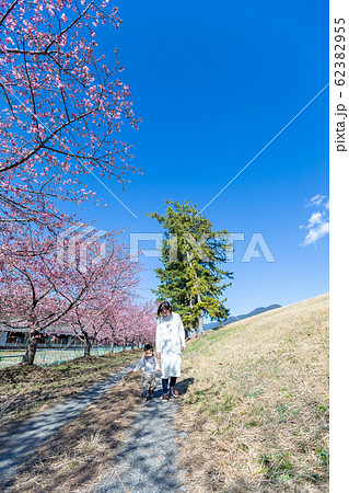 桜の花見をする親子 62382955