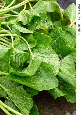 わさびの葉 62383368