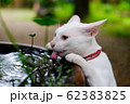 a white cat hanging sink. kitten thirsty and lick a water. adorable pet. 62383825