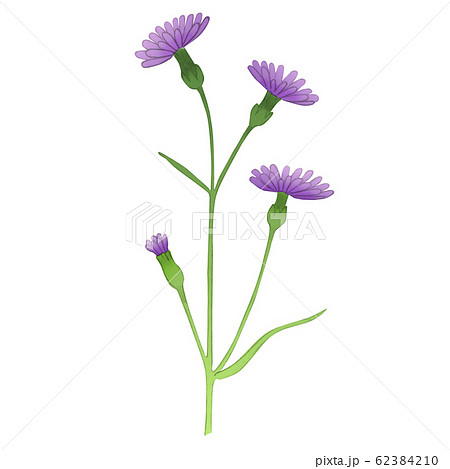 Illustration of cornflower. 62384210