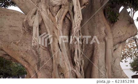 Close up tilt down shot of big tree trunk 62385298