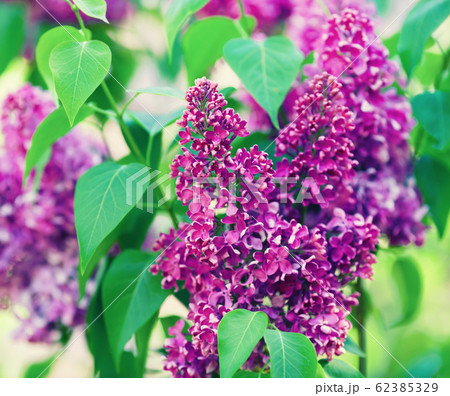 Branch of blossoming lilac Branch of blossoming lilac 62385329