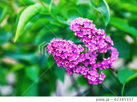 Spring lilac flowers Spring lilac flowers 62385337