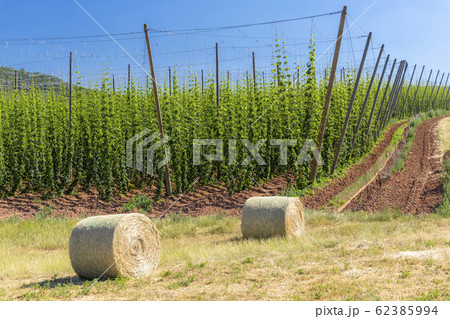 Hop field in Zatec region, Czech Republic 62385994