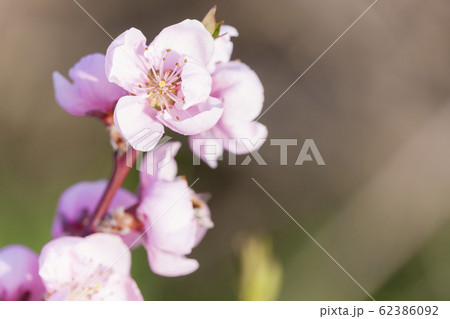 detail of blossom peach tree 62386092