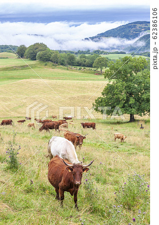 cow in central Burgundy, France cow in central Burgundy, France 62386106