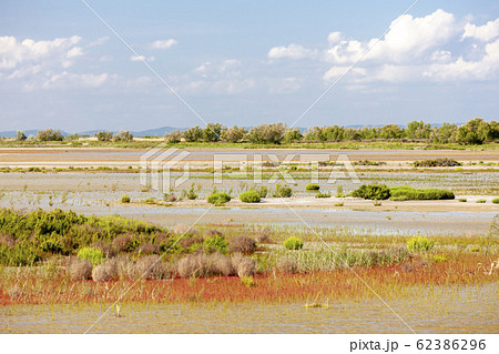 National park Camargue, Provence, France National park Camargue, Provence, France 62386296