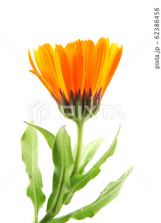 Beautiful Blossoming Yellow Marigold On White Beautiful Blossoming Yellow Marigold On White 62386456