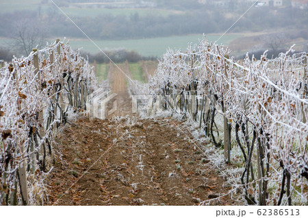 vineyards in winter, Znojmo region, Czech Republic 62386513