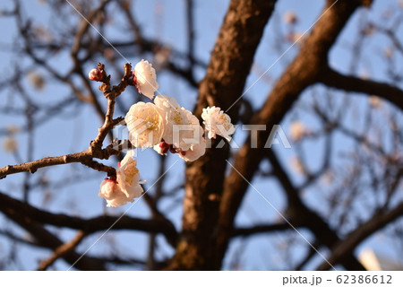 豊後梅 ウメ 花 大分 春 豊後梅 ウメ 花 大分 春 62386612