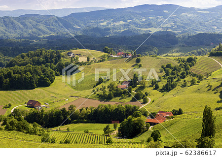 vineyard at the Austrian Slovenian border in 62386617