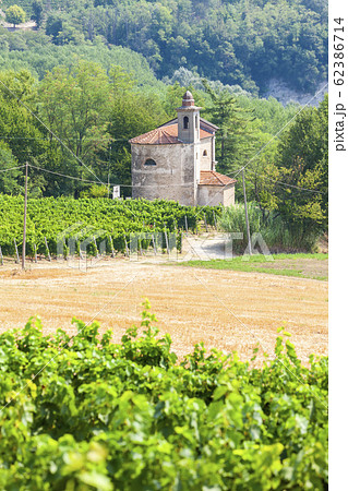 vineyards in the wine region Languedoc-Roussillon, 62386714