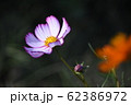 風にゆれるコスモス 62386972