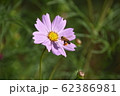 蜂の花粉団子とコスモス 62386981