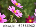 蜂の花粉団子とコスモス 62386982