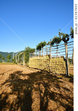 はさかけイメージ(新潟県) はさかけイメージ(新潟県) 62387605