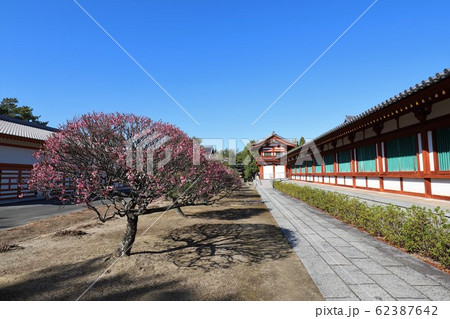 薬師寺 62387642