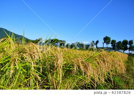 秋の田園風景（新潟県） 62387826