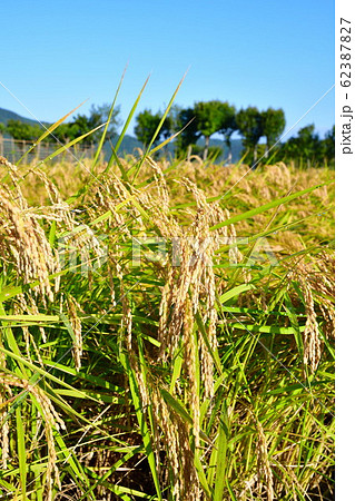 秋の田園風景（新潟県） 62387827