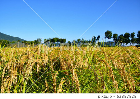 秋の田園風景（新潟県） 62387828