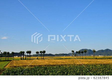 秋の田園風景（新潟県） 62387845
