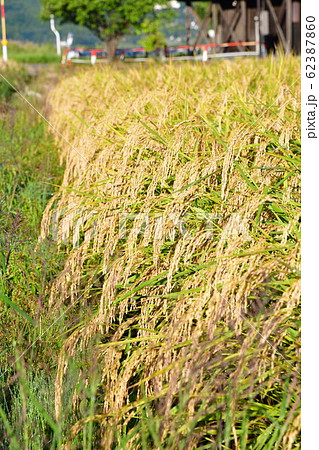 秋の田園風景（新潟県） 62387860