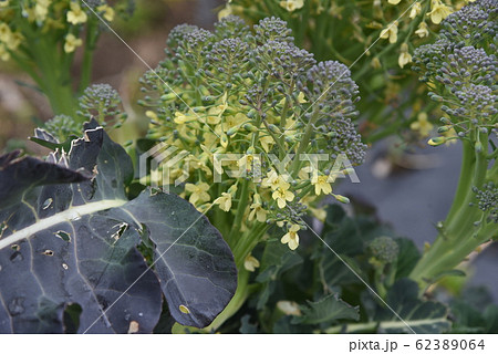 ブロッコリーの花 ブロッコリーの花 62389064