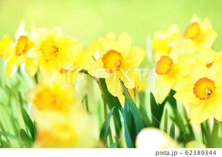 Spring blossoming yellow daffodils, springtime blooming narcissus (jonquil) flowers, shallow DOF, toned 62389344