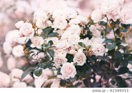 Summer blossoming delicate roses in garden, rose blooming flowers shrub, pastel and soft bouquet floral card, selective focus, shallow DOF, toned	 62389353
