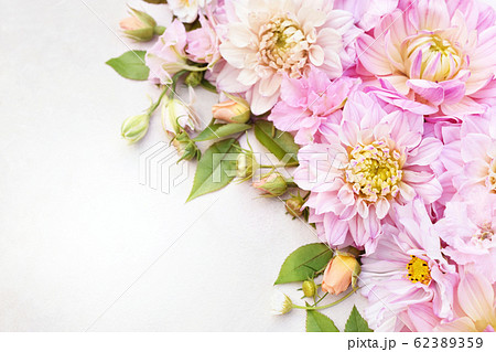 Pink delicate blossoming dahlias, summer blooming flowers festive background, pastel and soft bouquet floral card, selective focus, toned 62389359