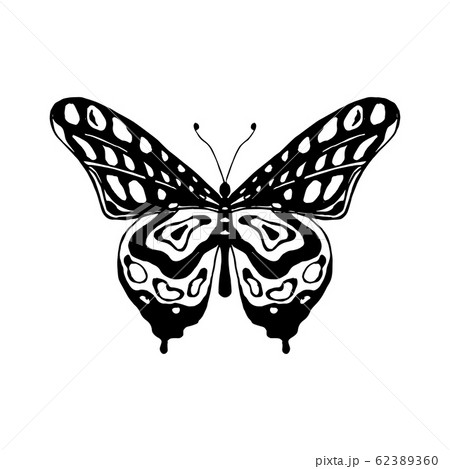 Vector illustration of butterfly 62389360