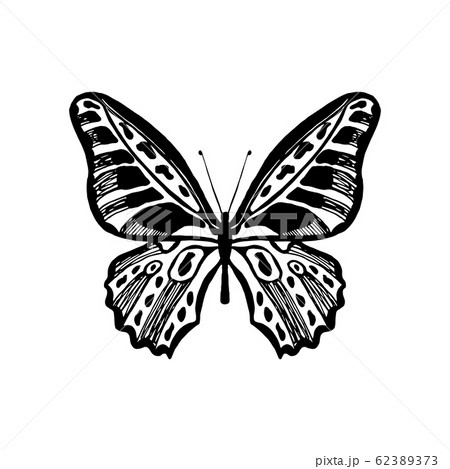 Vector illustration of butterfly. 62389373
