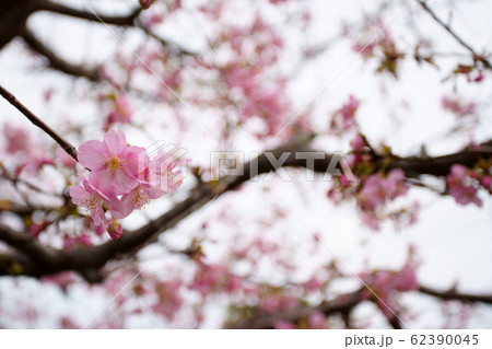 河津桜 62390045