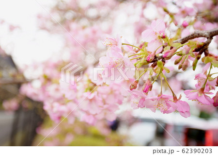 河津桜 河津桜 62390203